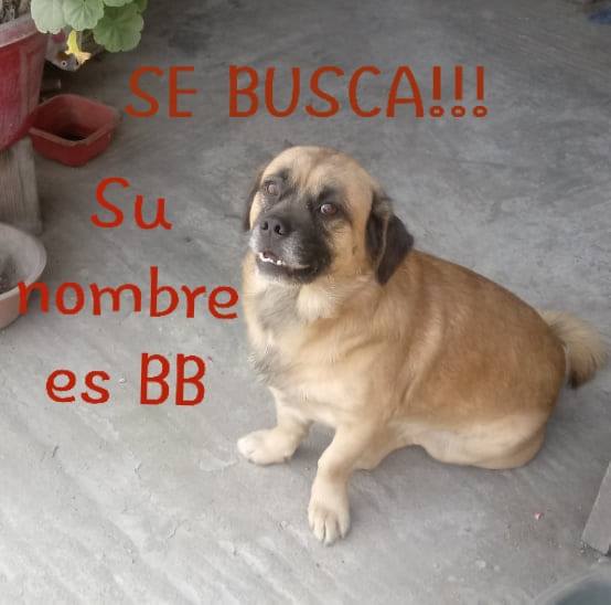 BB (Perdido)