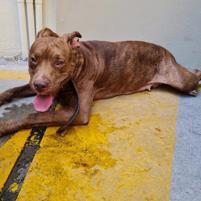 Perro - Hembra (Encontrado)