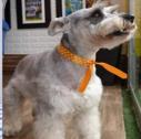 beethoven (Perdido)