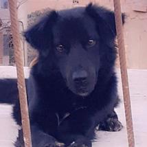 Sven (Perdido)