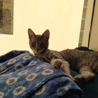 Benito (Perdido)