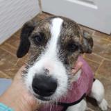 Perro - Hembra (En adopción)