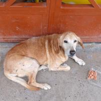Perro - Macho (Encontrado)