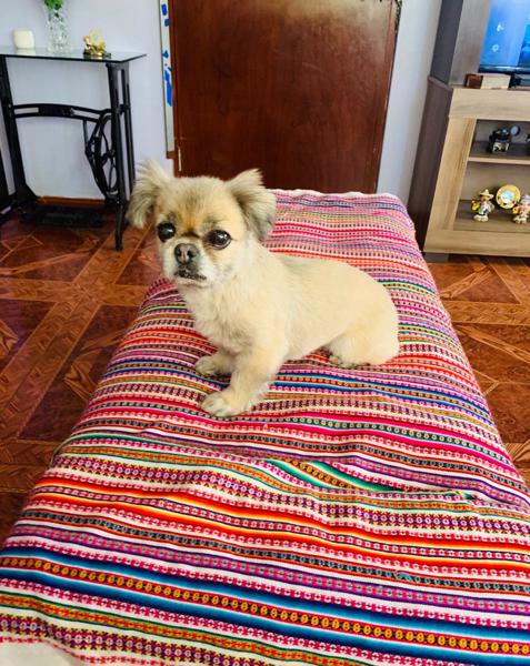 Muñeca (Perdido)
