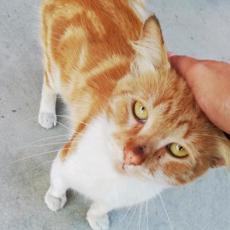 Gato - Macho (Encontrado)