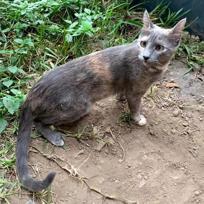 Nala (Perdido)