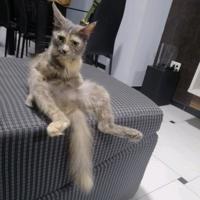 Luna (Perdido)