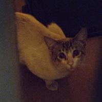 Gato - Macho (Encontrado)
