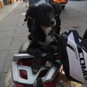 Perro - Hembra (Encontrado)