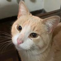 Misho (Perdido)
