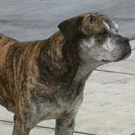 Perro - Macho (Encontrado)