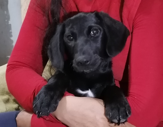 PACO (Perdido)