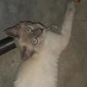 Ragnar (Perdido)