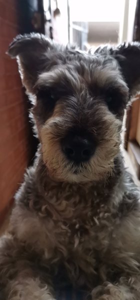 Perro - Hembra (Encontrado)