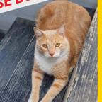 Gato - Macho (Perdido)