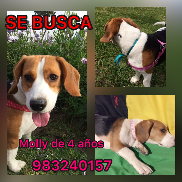 Molly (Perdido)