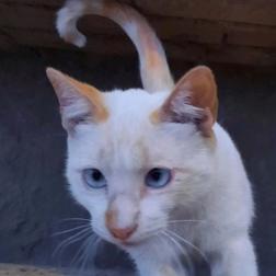 Gato - Macho (Abandonado)