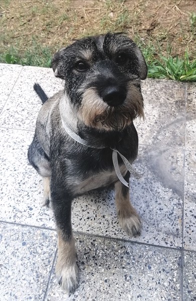 ROCKY (Perdido)