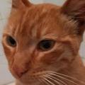 Gato - Macho (Perdido)