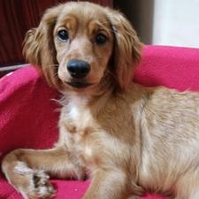 Ginebra (Perdido)