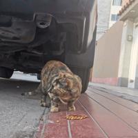 Gato - Hembra (Encontrado)