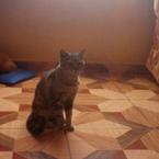 Mishu (Perdido)