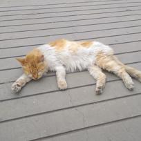 Gato - Hembra (Abandonado)