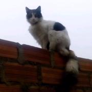 Blanca (Perdido)