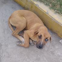 Perro - Macho (Abandonado)