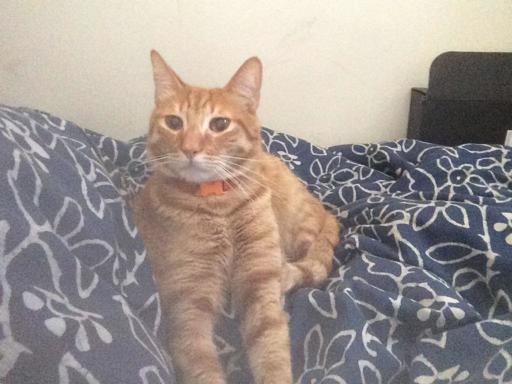 Mango (Perdido)