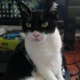 Valentina (Perdido)