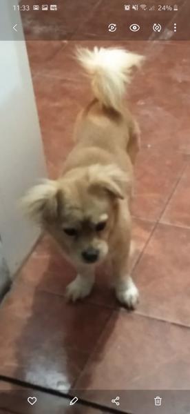 Perro - Macho (Perdido)