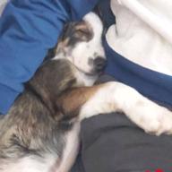 Perro - Macho (Perdido)