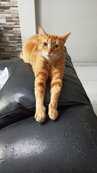 Cachorra (Perdido)