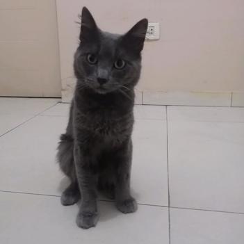 Gato - Macho (Encontrado)