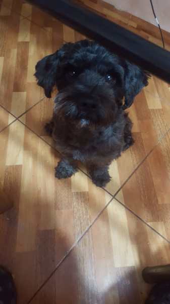 Negri (Perdido)