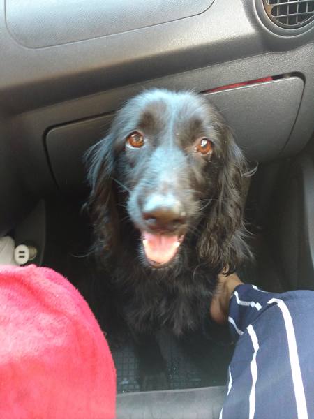 Danko (Perdido)
