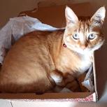 Percy (Perdido)