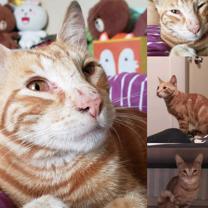 Gato - Macho (Perdido)