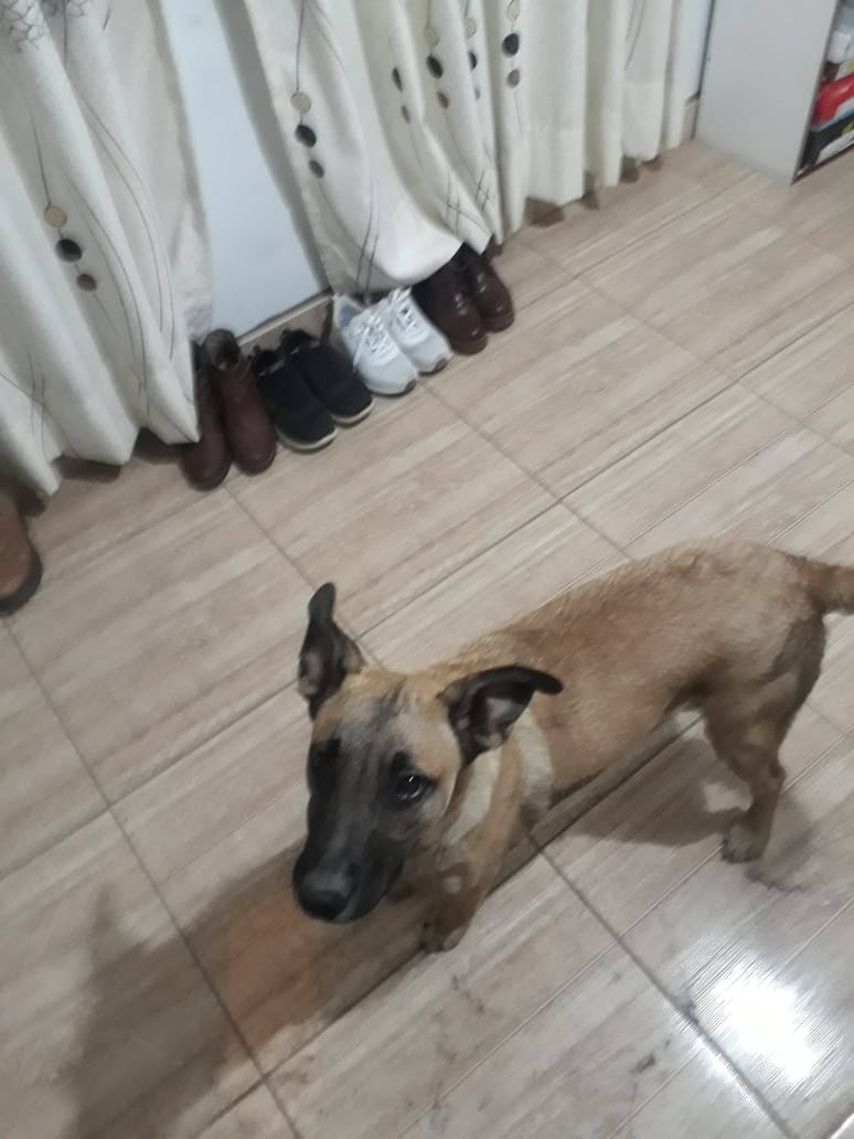 Terry (Perdido)