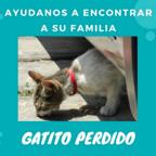 Gato - Macho (Encontrado)