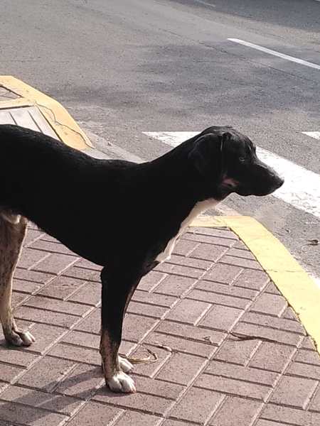 Perro - Macho (Perdido)