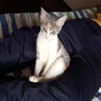 Gato - Hembra (Encontrado)