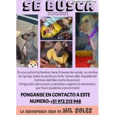 Gringa (Perdido)