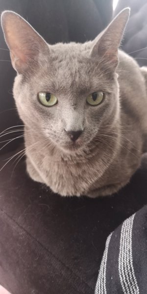 Nicolás (Perdido)