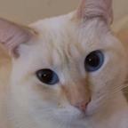 Gato - Hembra (Perdido)