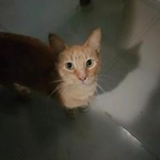 almendra (Perdido)