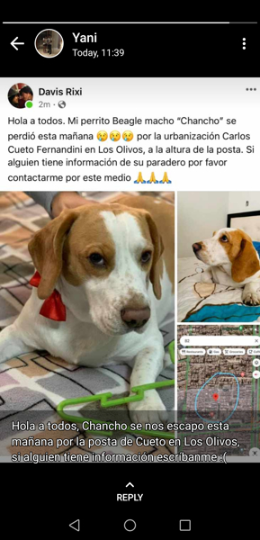 Perro - Macho (Perdido)