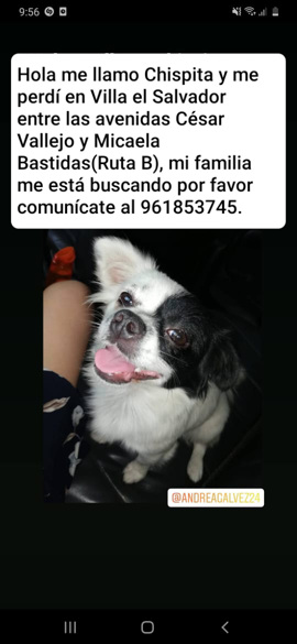 Chispita (Perdido)