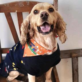 Simba (Perdido)